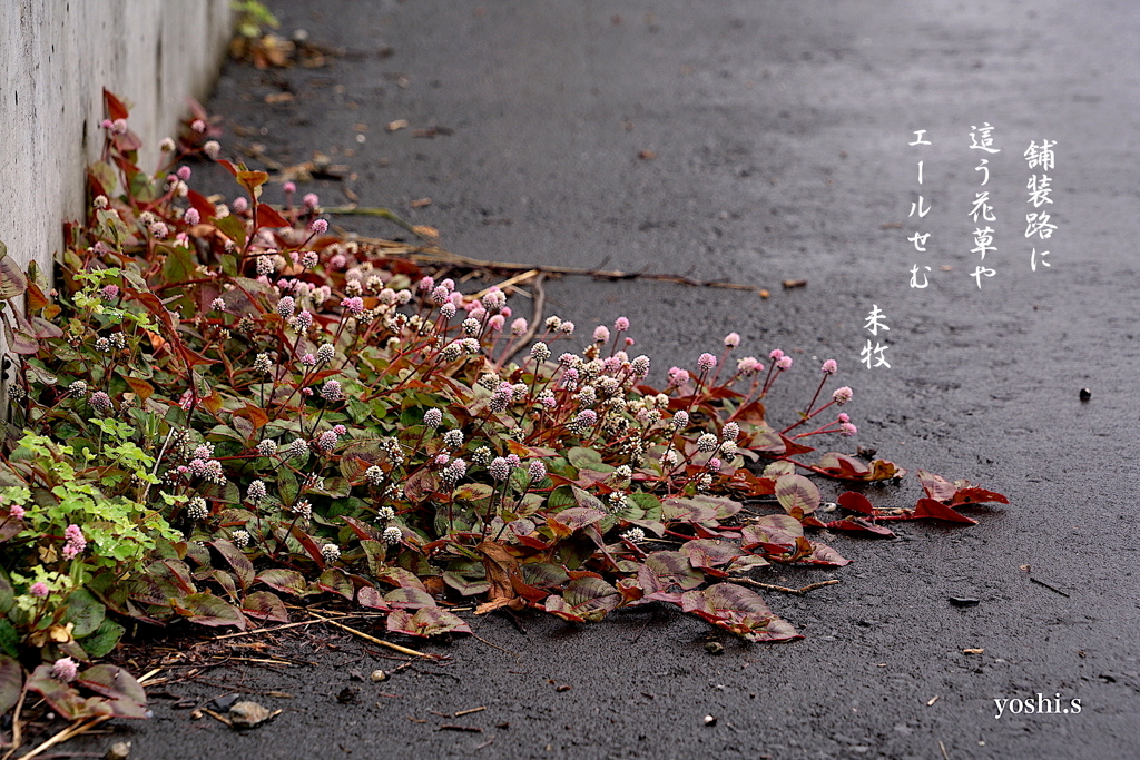 写真句：写真エッセイ：舗装路の草花