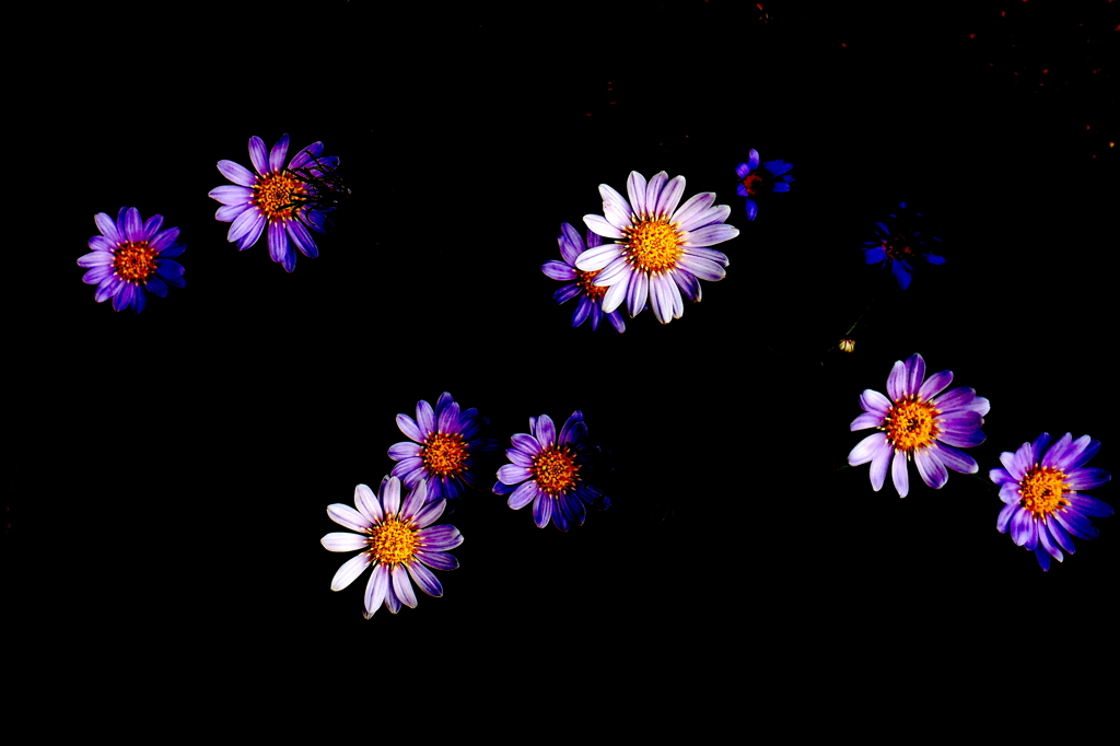 憂い忘れの花１