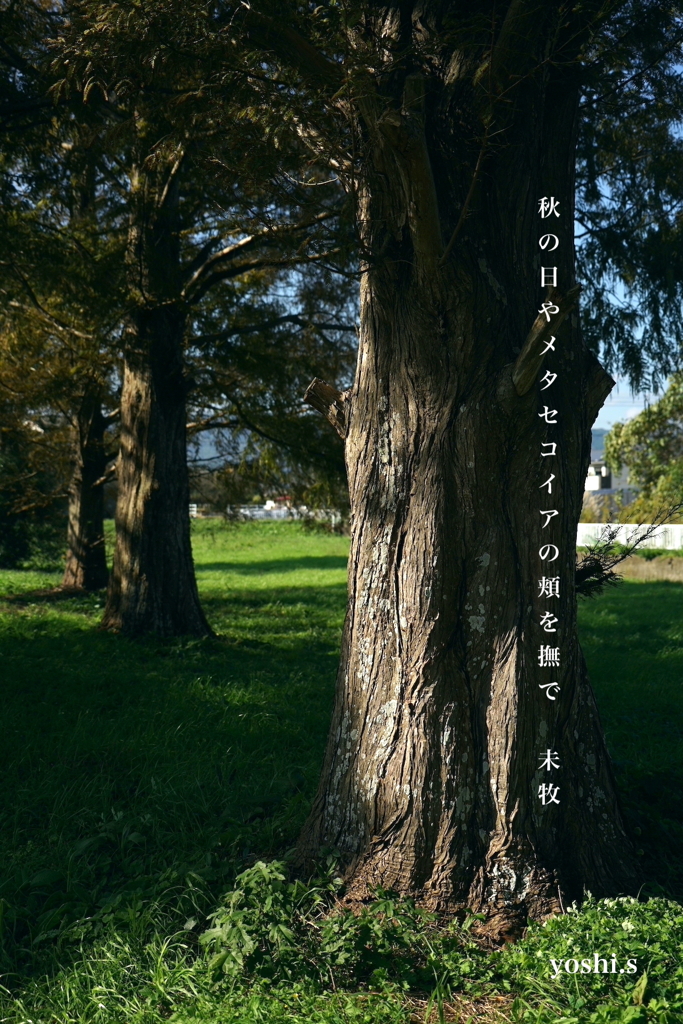 写真句：秋の日