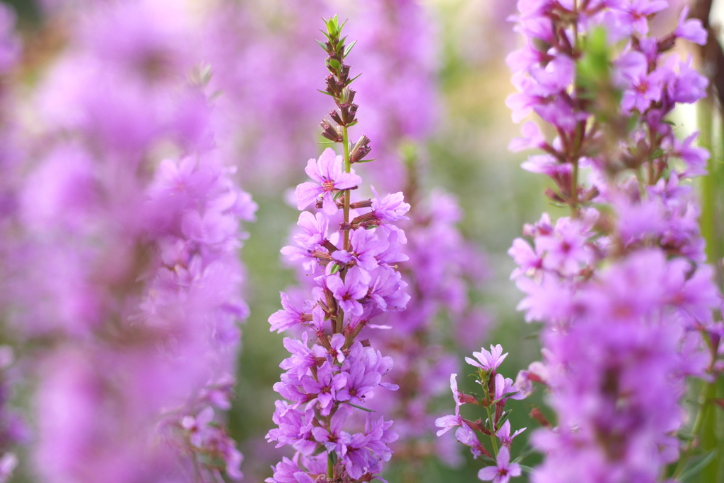 写真句：盆花