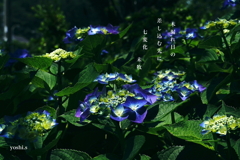 写真句：道端の花15：木漏れ日