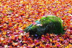 秋の彩り16：落ち紅葉（写真句）