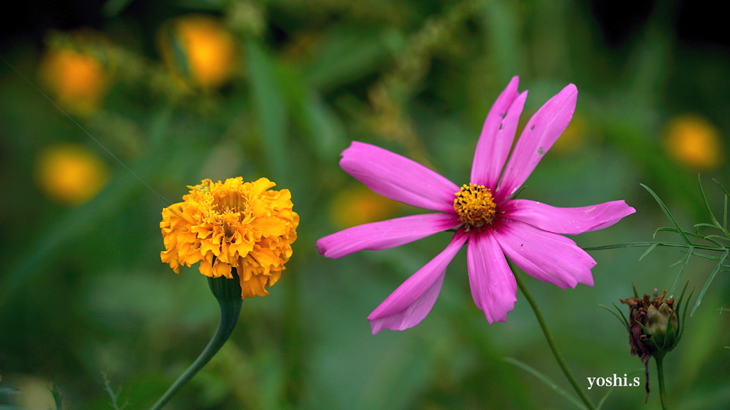 写真掌編：続々・夜会の花（龍馬異聞 Ⅲ）２