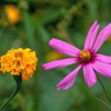 写真掌編：続々・夜会の花（龍馬異聞 Ⅲ）２