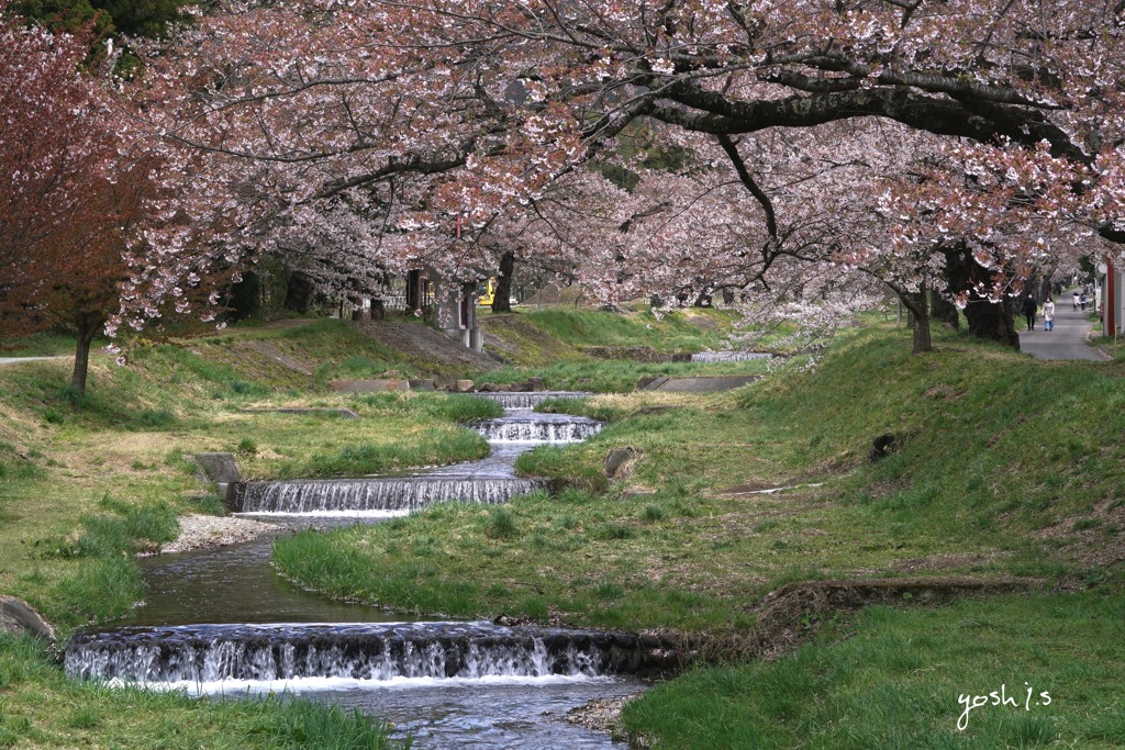 写真エッセイ：観音寺川花堤１