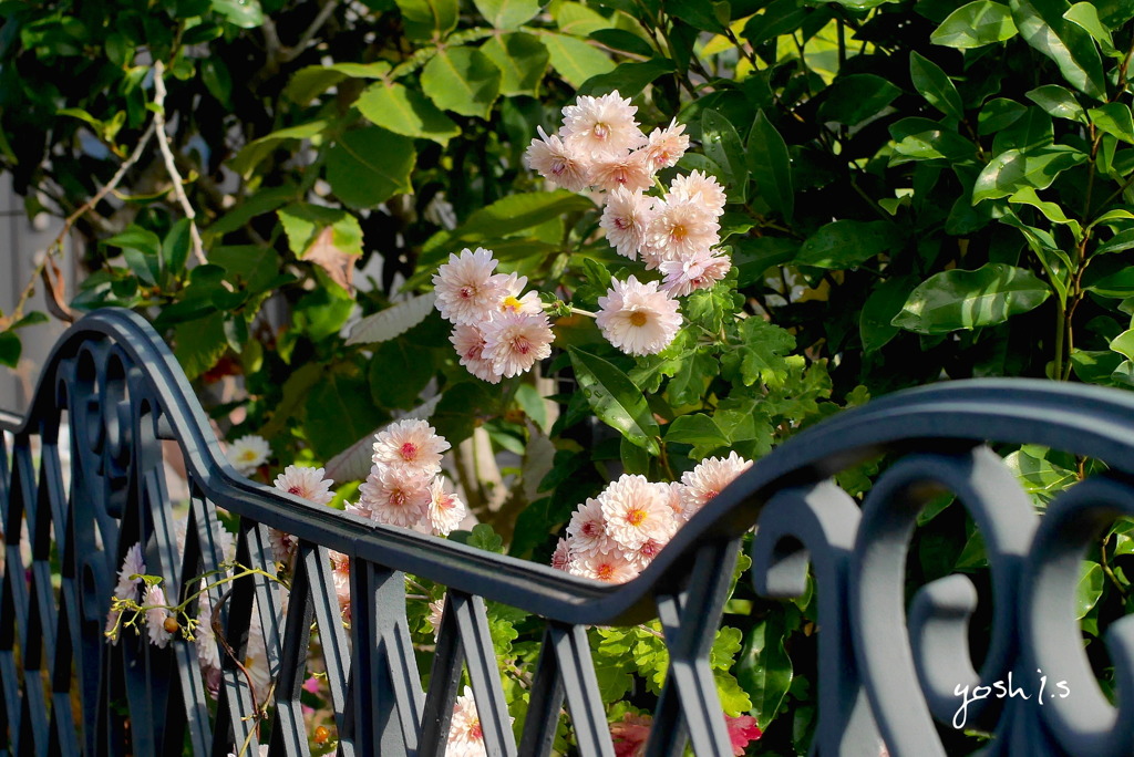 写真句：陽だまりの花
