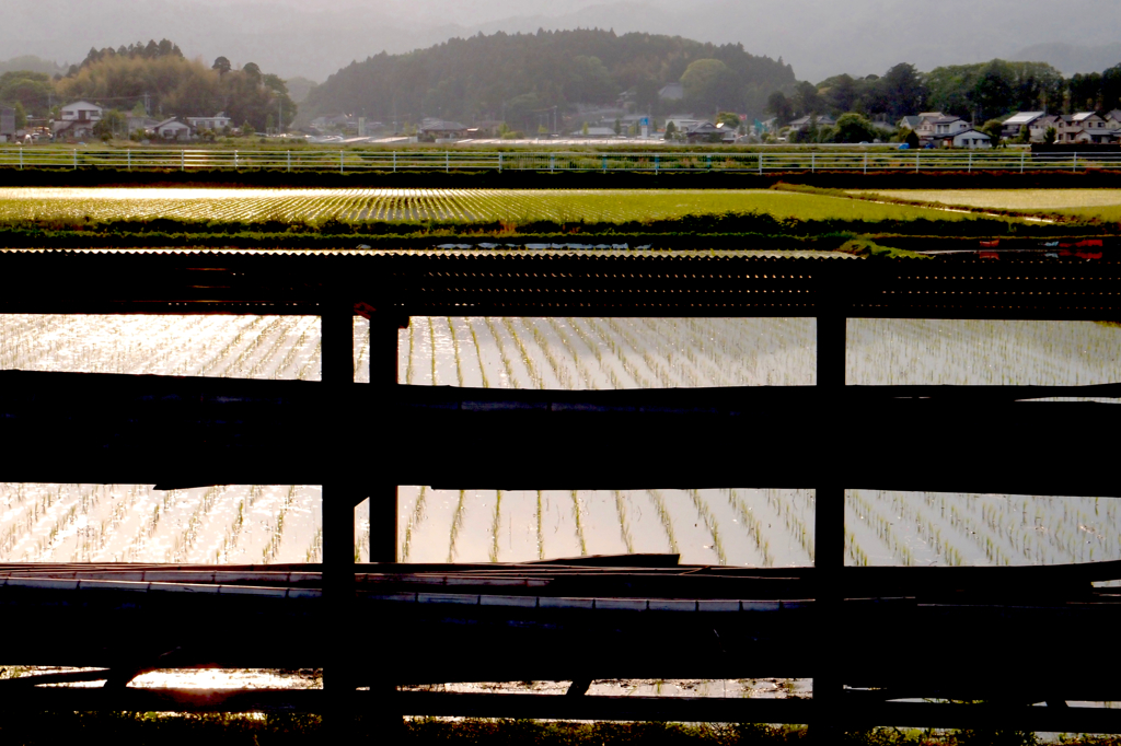 田んぼ夕景