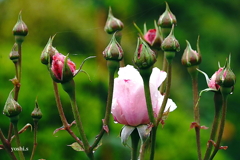 写真句：道端の花３