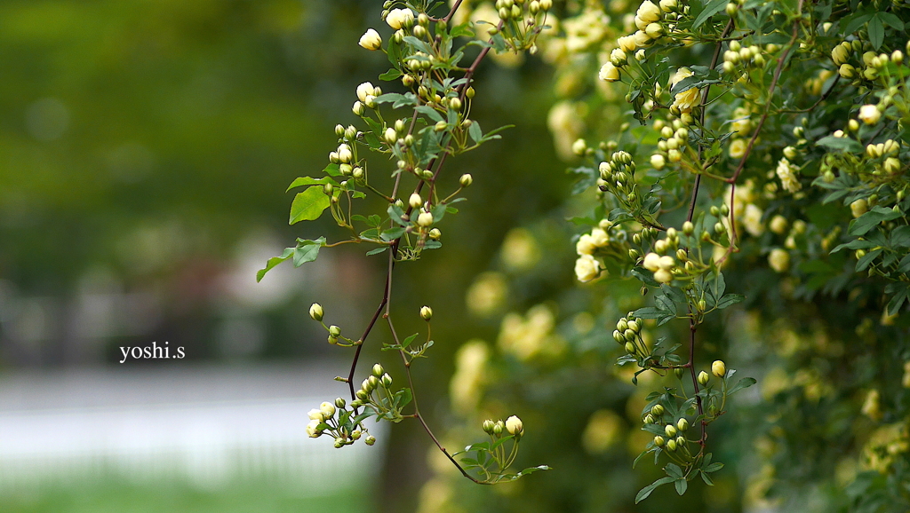 写真句：花しだれ