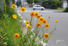 写真句：道路っぷちの大金鶏菊