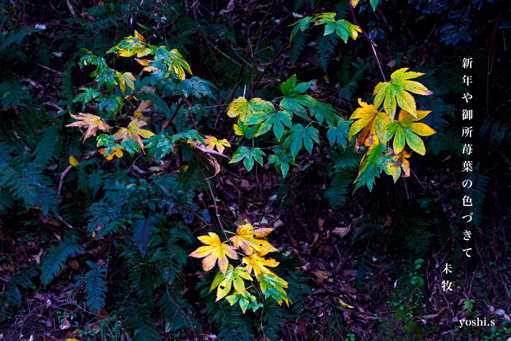 写真句：写真エッセイ：冬の葉３：御所苺