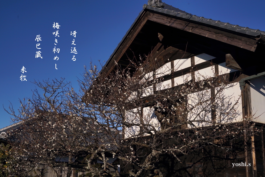 写真句：蔵梅