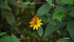 写真句：菊芋に蝶