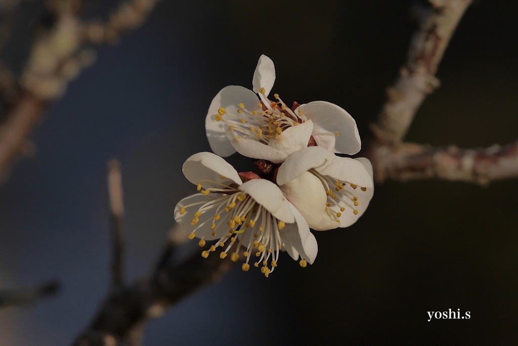 写真指編：光を！