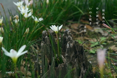 写真句：古い切り株の中に