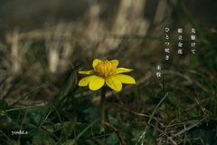 写真句：姫立金花