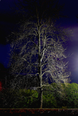 写真エッセイ：夜陰枯木