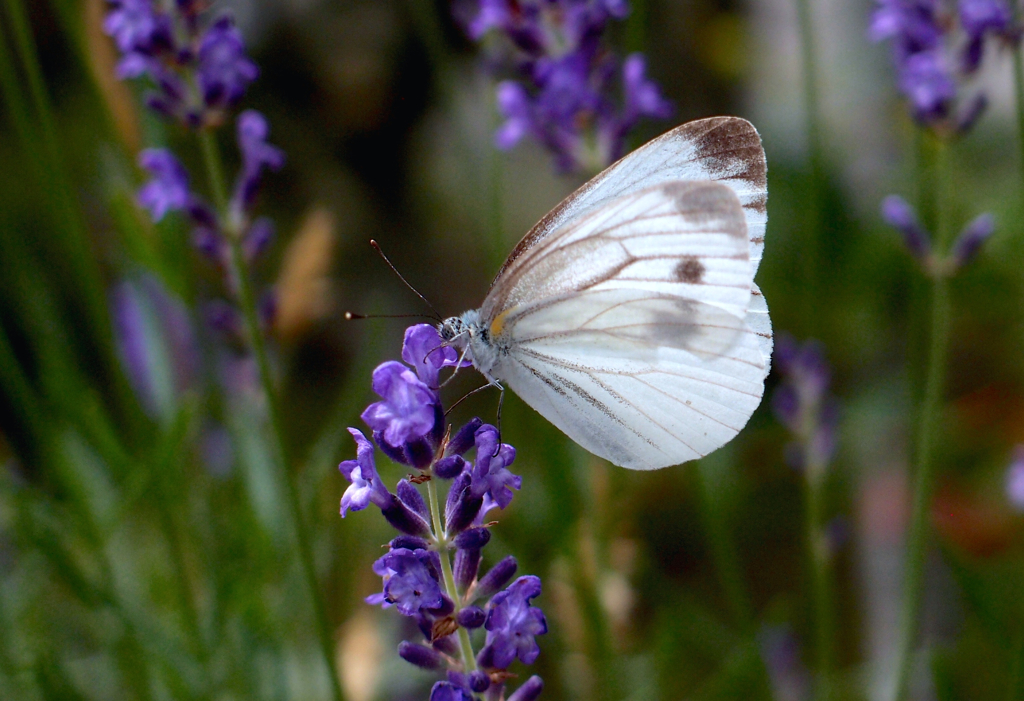 Lavender lover２