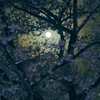写真句：さくら宇宙公園さくら祭り10：Light up２