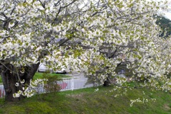 写真掌編：桜の下で 19：公園の山桜
