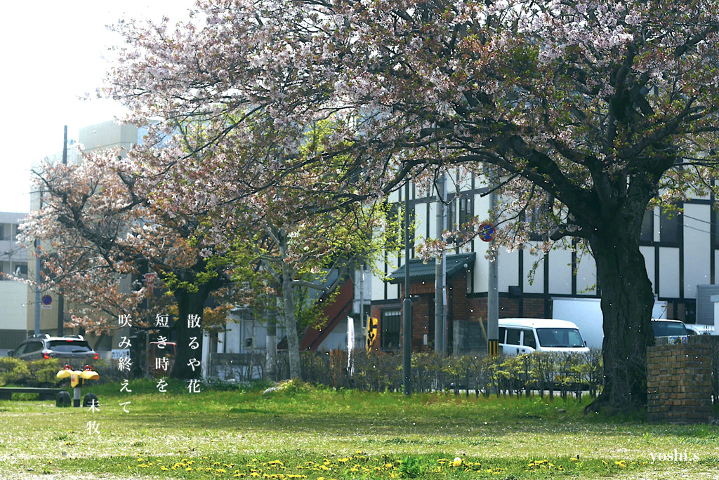 写真句：散る花：NTW631