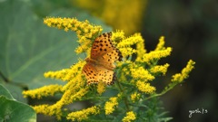 写真句：背高泡立草に褄黒豹紋（つまぐろひょうもん）蝶
