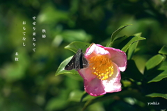 写真句：セセリ来訪