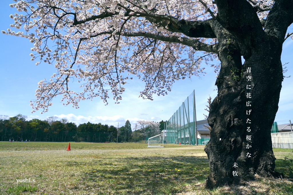 写真句：高校の桜３