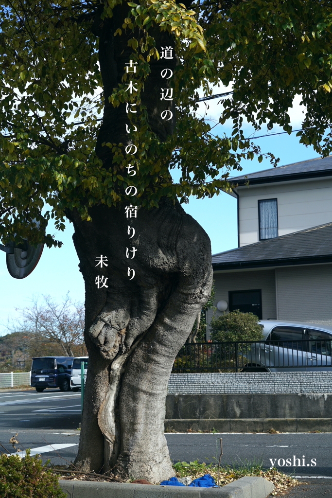 写真エッセイ：古木