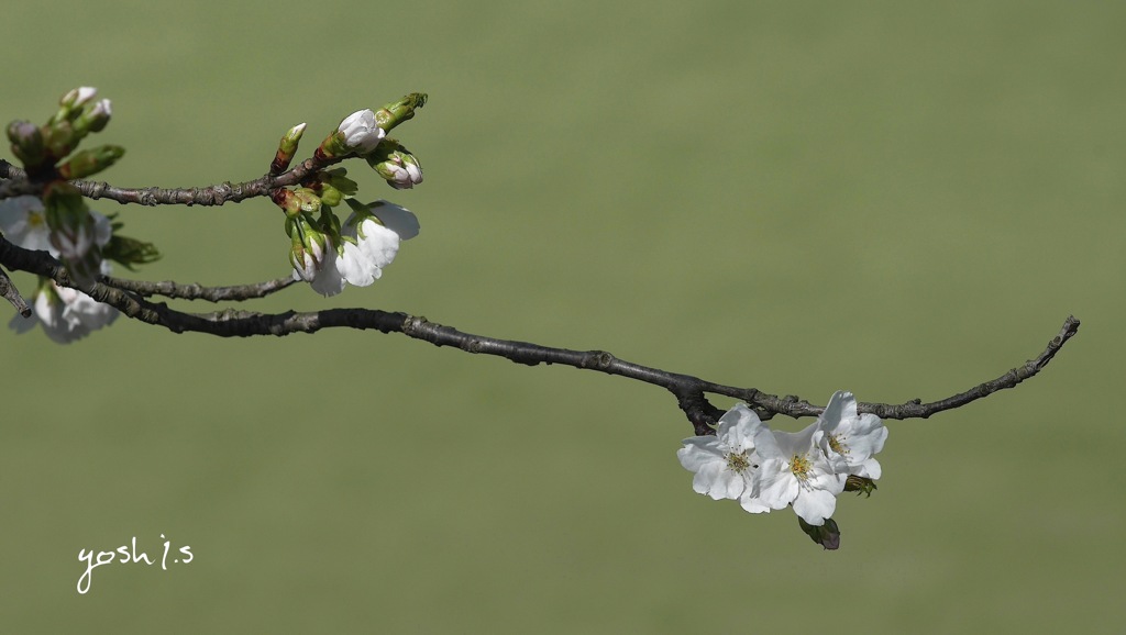 写真句：山桜小枝