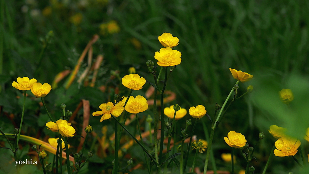 写真句：花群れ