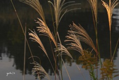 写真指編：夕陽に赤い穂