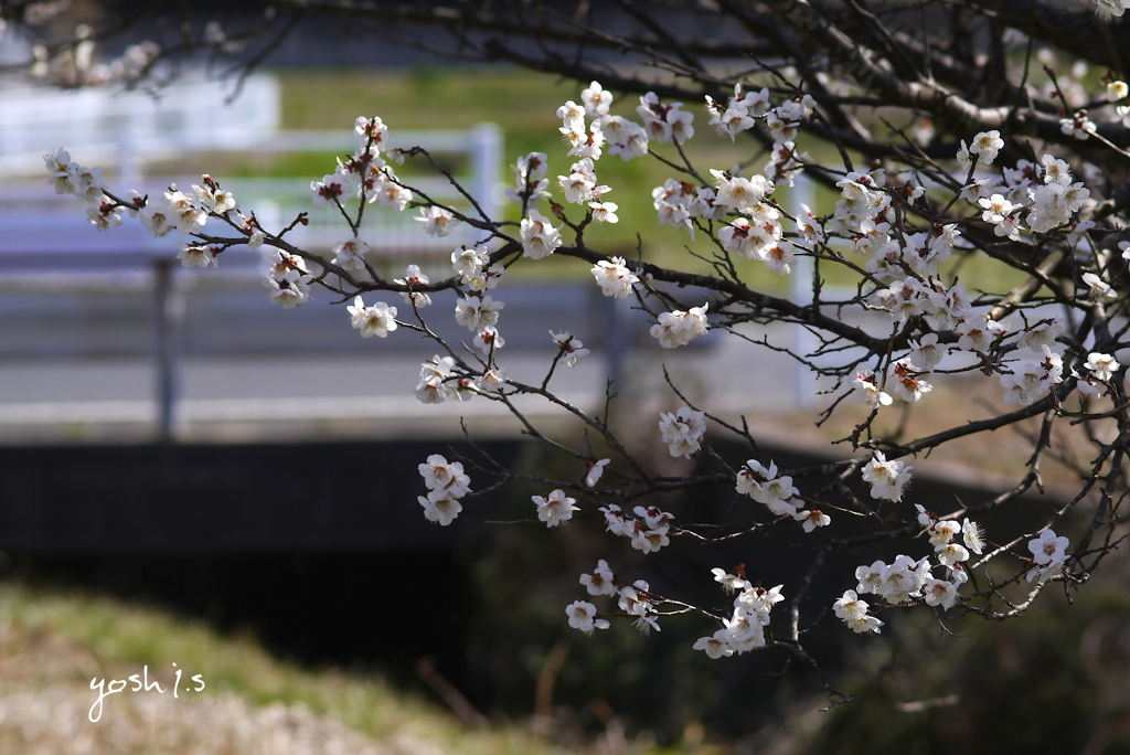 写真掌編：にほひをこせよ４：梅花2020 #18：梅が枝の姫君たち