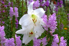 写真歌：花畑
