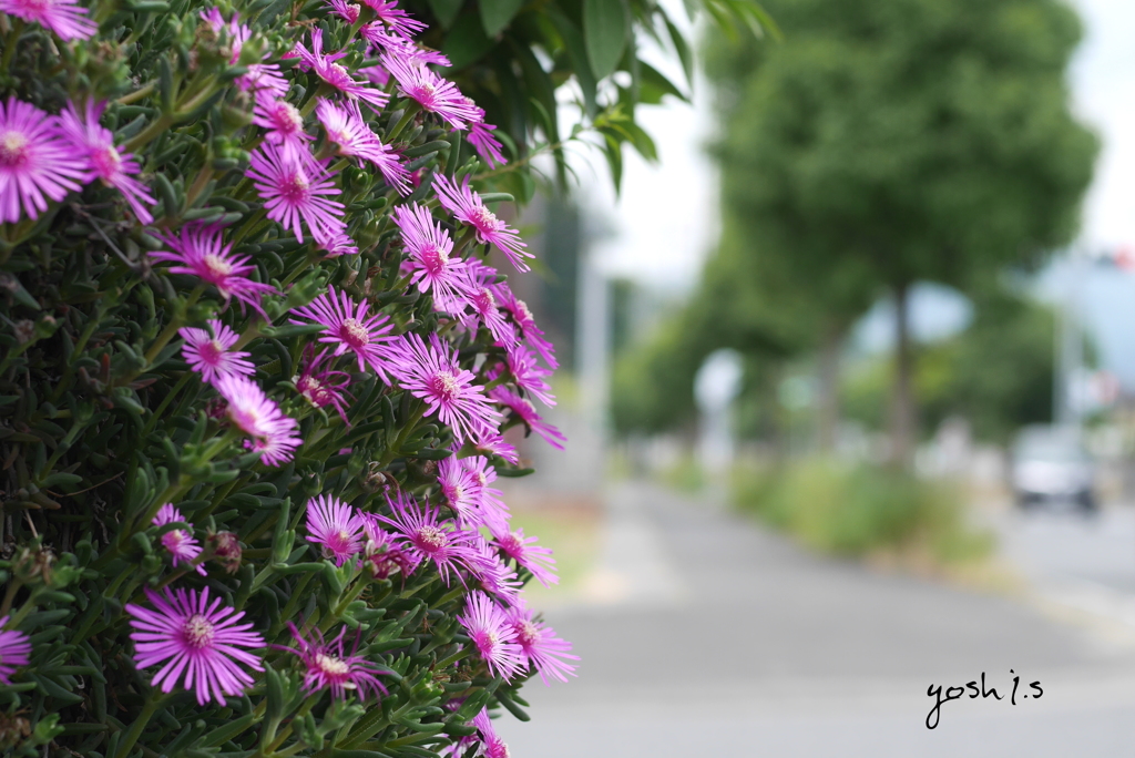 写真句：道路っぷちの松葉菊２