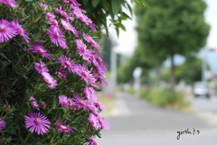 写真句：道路っぷちの松葉菊２