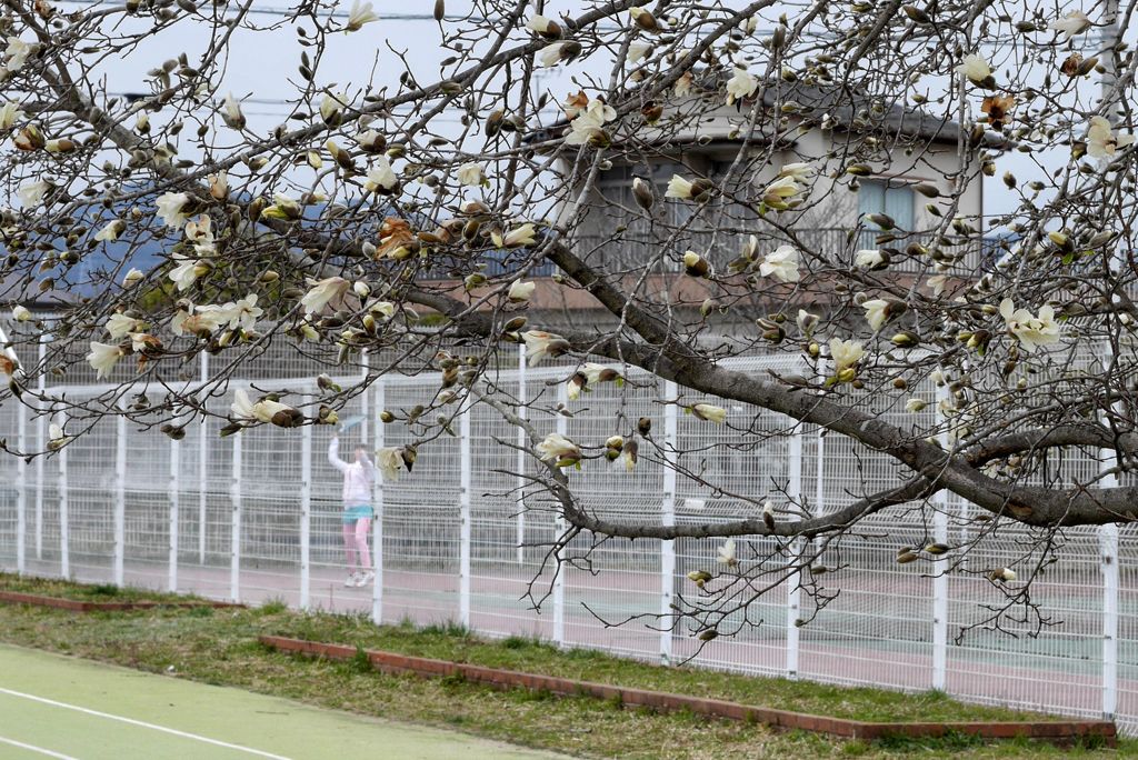写真エッセイ：テニスコートにも春が来た！