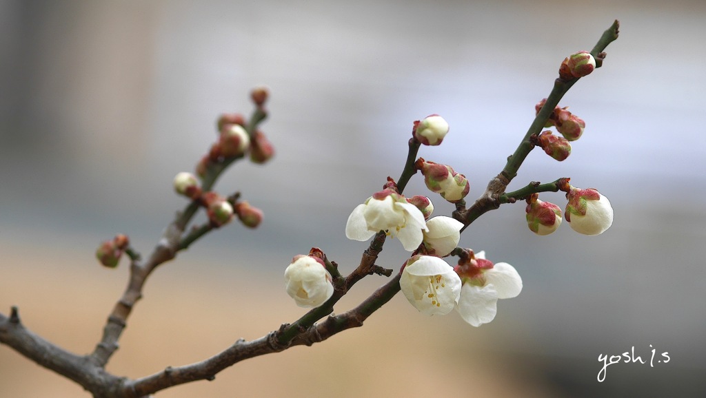 写真句：梅の香４：開花