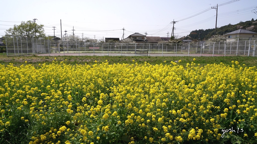 写真エッセイ：春の花たち17：菜の花と山桜：NTW273