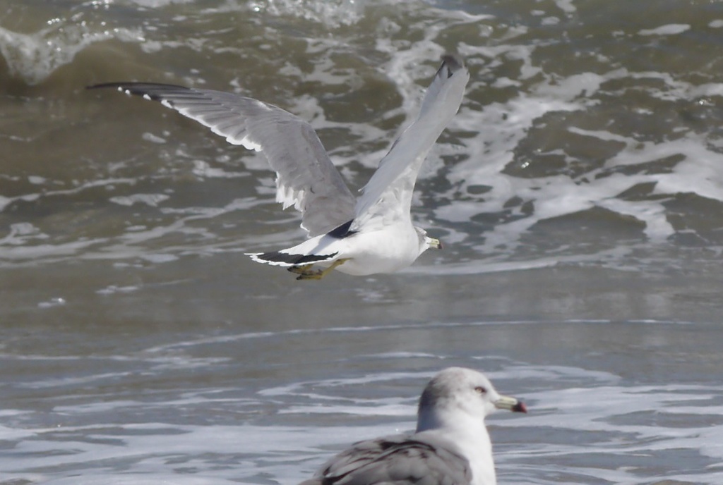 インターミッション２：かもめが翔んだ日