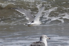 インターミッション２：かもめが翔んだ日