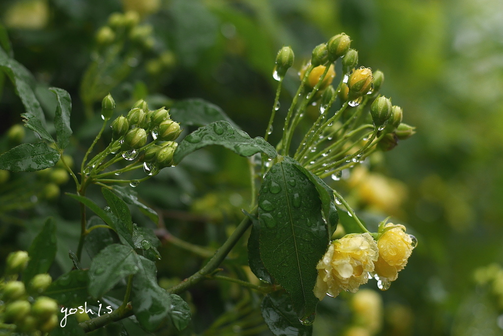 写真句：雨上がる