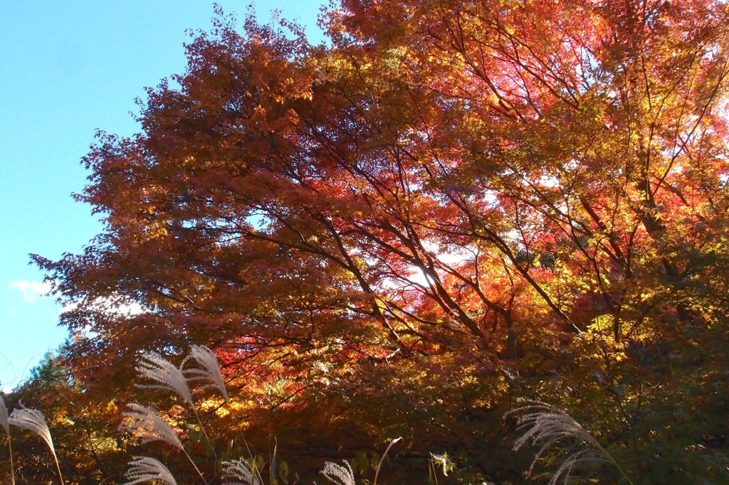 紅葉２