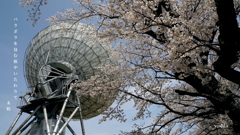 写真句：さくら宇宙公園さくら祭り19：NTW610
