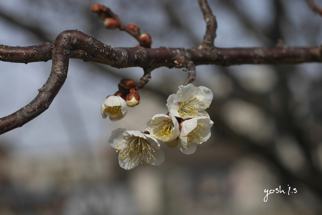 写真歌：梅花2020 #5：春告げの家族