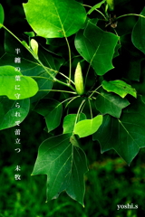 写真句：ゆりの木の蕾