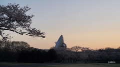 さくら公園６：夕陽の中の桜とアンテナ：NTW426
