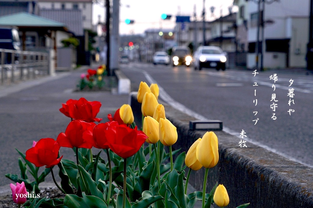 写真句：見守る花：NTW429