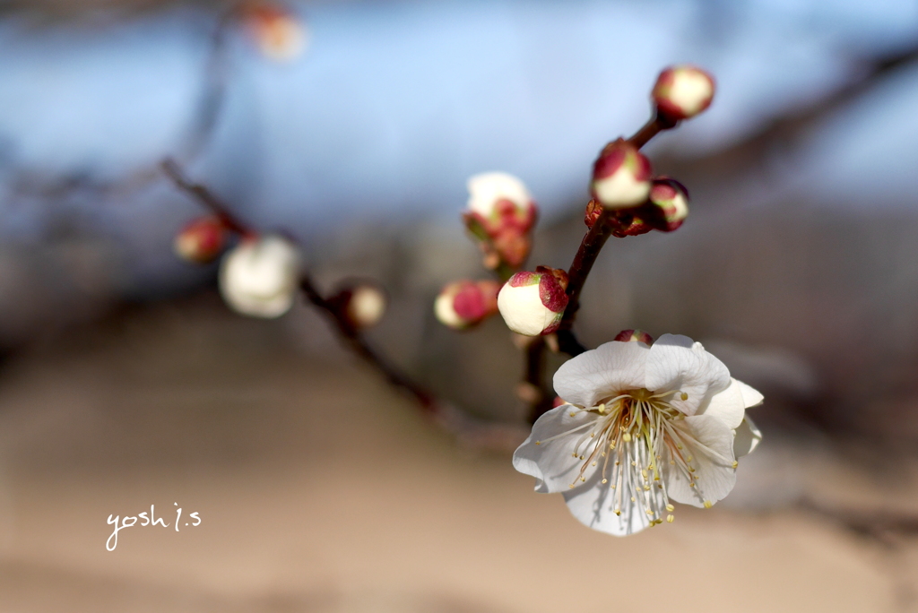 梅花７： 微香（写真歌）