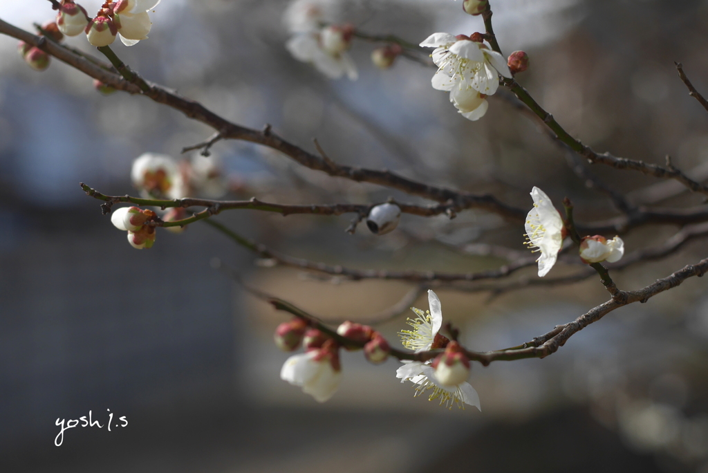 写真エッセイ：梅花2020 #7：咲き競う